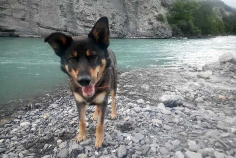 Disappearance alert Dog miscegenation Male , 10 years Strasbourg France