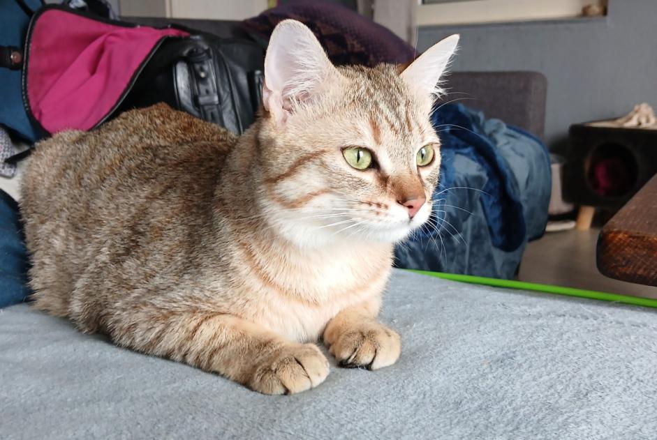Alerta de Desaparición Gato Macho , 1 años Chamalières-sur-Loire Francia Alerta de Desaparición Gato Macho , 1 años Chamalières-sur-Loire Francia