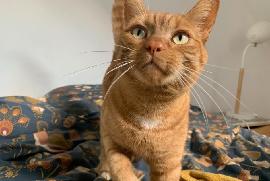 Alerte Disparition Chat croisement Mâle , 7 ans Orée d'Anjou France