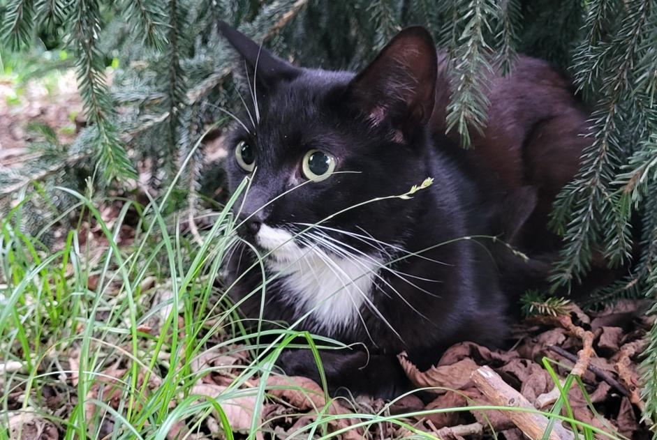 Alerte Découverte Chat Mâle Tarbes France Alerte Découverte Chat Mâle Tarbes France
