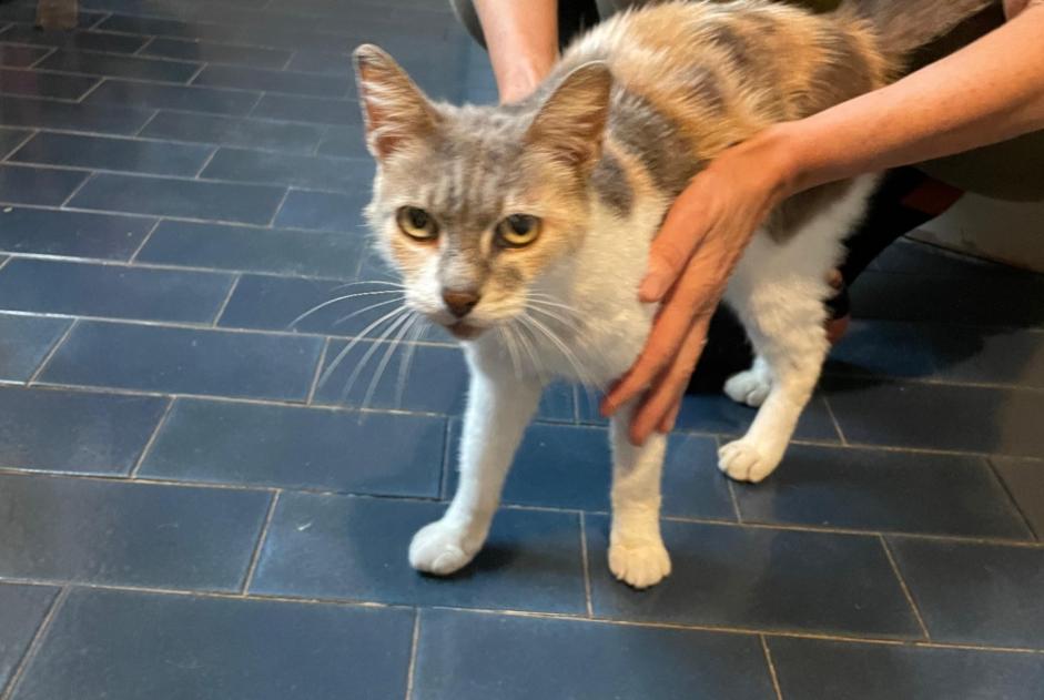 Alerte Découverte Chat Femelle Bordères-sur-l'Échez France Alerte Découverte Chat Femelle Bordères-sur-l'Échez France