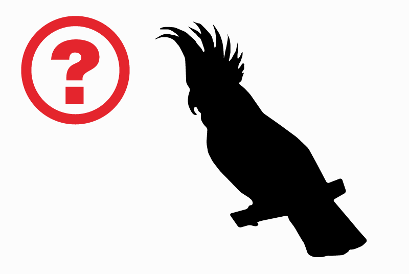 Ontdekkingsalarm Vogel Onbekend Tiercé Frankrijk