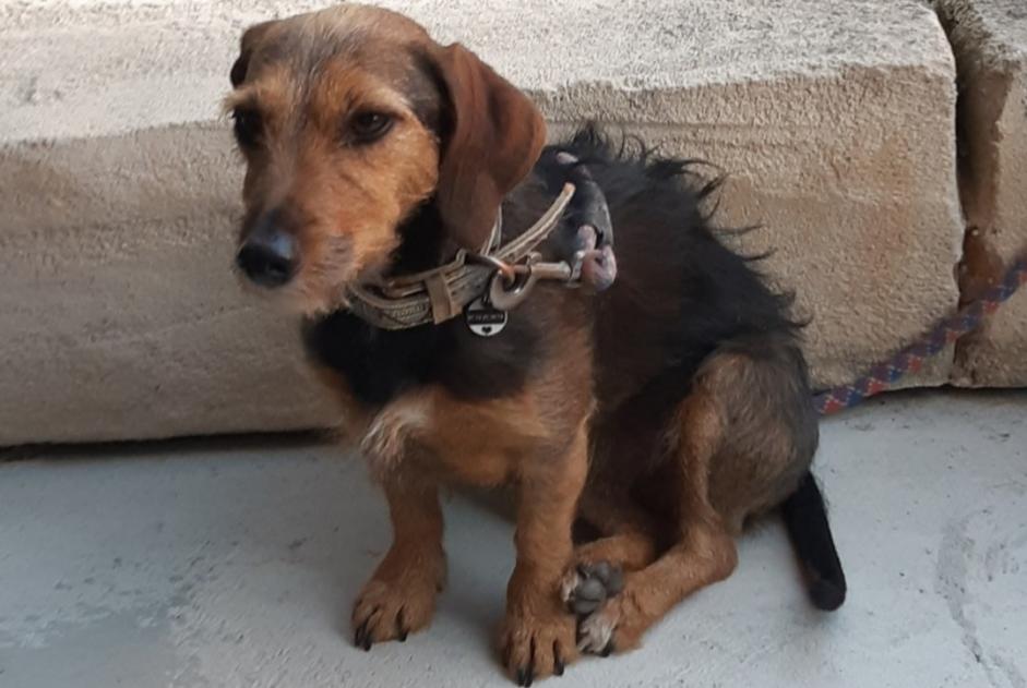 Avviso scomparsa Cane incrocio di razze Femmina , 7 anni Stotzheim Francia Avviso scomparsa Cane incrocio di razze Femmina , 7 anni Stotzheim Francia
