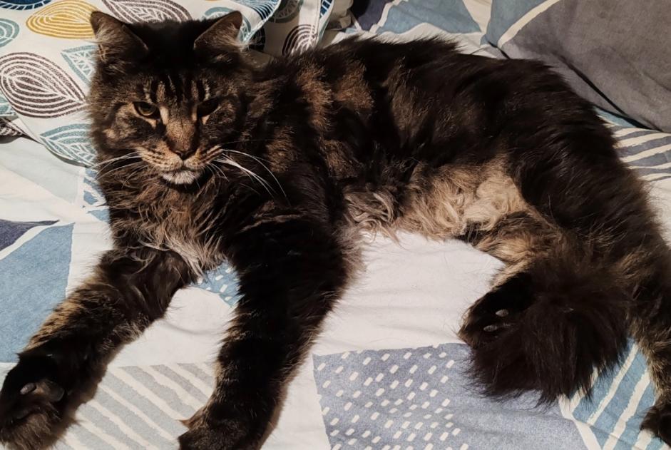 Avviso scomparsa Gatto Maschio , 7 anni Les Martres-de-Veyre Francia Avviso scomparsa Gatto Maschio , 7 anni Les Martres-de-Veyre Francia