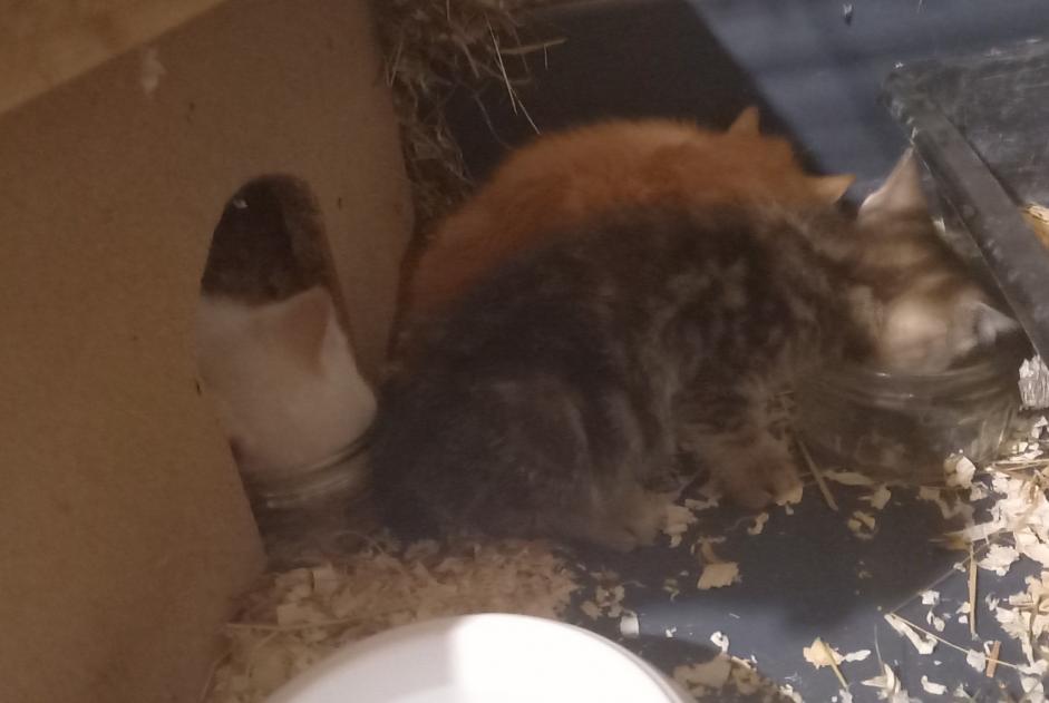 Alerta descoberta Gato cruzamento Macho Lanobre France